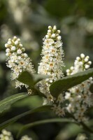 Prunus laurocerasus Piranha  kräftig 4xv mb 100-125 cm