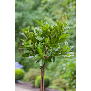 Prunus laurocerasus Piri 20- 25 cm