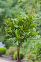 Prunus laurocerasus Piri 20- 25 cm