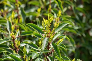 Prunus lusitanica 40- 60 cm