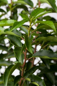 Prunus lusitanica 40- 60 cm