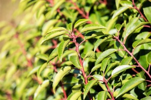 Prunus lusitanica 40- 60 cm