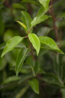 Prunus lusitanica 40- 60 cm