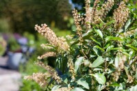 Prunus lusitanica 40- 60 cm