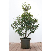 Prunus lusitanica 60- 80 cm