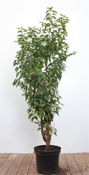 Prunus lusitanica 80- 100 cm