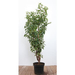 Prunus lusitanica 80- 100 cm