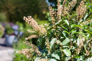 Prunus lusitanica 80- 100 cm