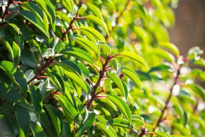 Prunus lusitanica 80- 100 cm