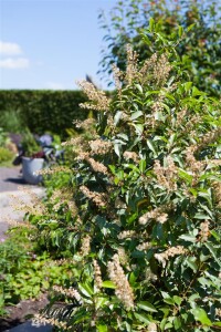 Prunus lusitanica kräftig 4xv mDb 150- 175 cm kräftig