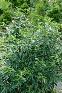 Prunus lusitanica Angustifolia mB 40- 60 cm