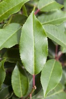 Prunus lusitanica Angustifolia mB 40- 60 cm