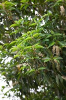 Prunus lusitanica Angustifolia mB 40- 60 cm