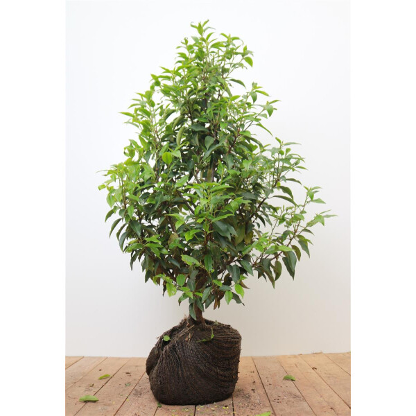 Prunus lusitanica Angustifolia mB 60-80