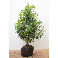 Prunus lusitanica Angustifolia mB 60- 80 cm
