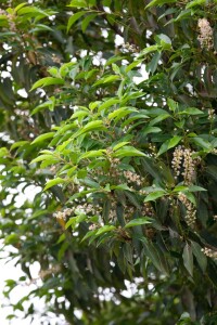 Prunus lusitanica Angustifolia mB 80- 100 cm kräftig