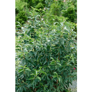 Prunus lusitanica Angustifolia Stammhöhe 80 cm + Krone