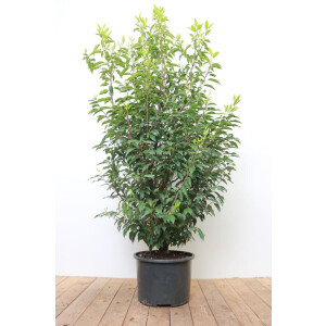 Prunus lusitanica Angustifolia 150- 175 cm