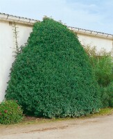 Prunus lusitanica Myrtifolia mDb 175- 200 cm kräftig