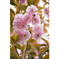 Prunus serrulata Pink Perfection kräftig 4xv mDb...