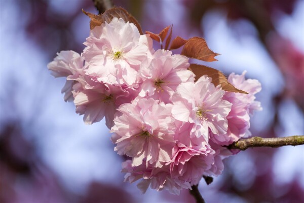 Prunus subhirtella Accolade mehrjährig Stammhöhe 80 cm