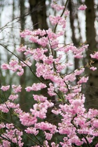 Prunus subhirtella Accolade mehrjährig Stammhöhe 80 cm