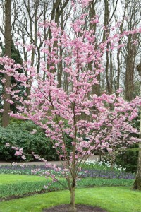 Prunus subhirtella Accolade mehrjährig Stammhöhe 80 cm