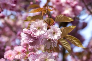 Prunus subhirtella Accolade mehrjährig Stammhöhe 80 cm