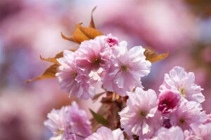 Prunus subhirtella Accolade mehrjährig Stammhöhe 80 cm