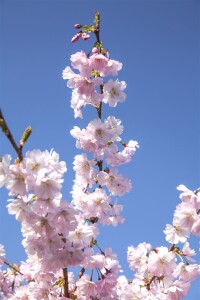 Prunus subhirtella Accolade mehrjährig Stammhöhe 80 cm