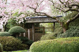 Prunus subhirtella Accolade mehrjährig Stammhöhe 80 cm