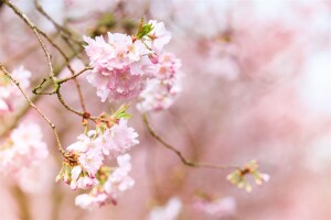 Prunus subhirtella Accolade mehrjährig Stammhöhe 80 cm