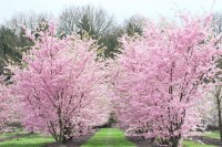 Prunus subhirtella Accolade mehrjährig Stammhöhe 80 cm