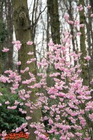 Prunus subhirtella Accolade mehrjährig Stammhöhe 80 cm