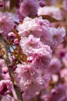 Prunus subhirtella Accolade mehrjährig Stammhöhe 80 cm