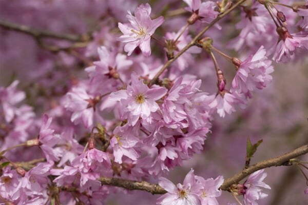 Prunus subhirtella Fukubana mehrjährig Stammhöhe 80 cm