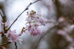 Prunus subhirtella Fukubana mehrjährig Stammhöhe 80 cm