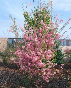 Prunus subhirtella Fukubana mehrjährig Stammhöhe 80 cm