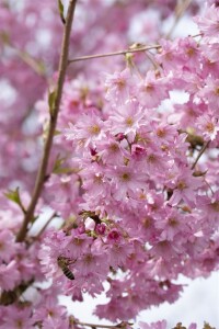 Prunus subhirtella Fukubana mehrjährig Stammhöhe 80 cm