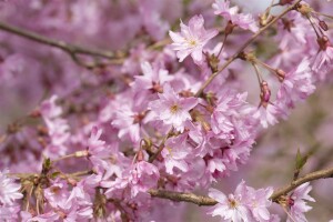 Prunus subhirtella Fukubana mehrjährig Stammhöhe 80 cm