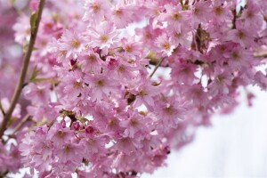 Prunus subhirtella Fukubana mehrjährig Stammhöhe 80 cm