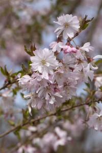 Prunus subhirtella Fukubana mehrjährig Stammhöhe 80 cm