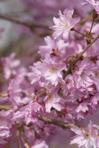 Prunus subhirtella Fukubana mehrjährig Stammhöhe 80 cm