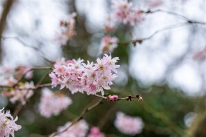 Prunus subhirtella Fukubana mehrjährig Stammhöhe 80 cm