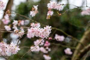 Prunus subhirtella Fukubana mehrjährig Stammhöhe 80 cm