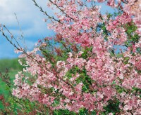 Prunus subhirtella Fukubana mehrjährig Stammhöhe 80 cm