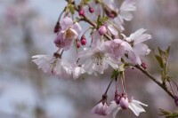 Prunus subhirtella Fukubana mehrjährig Stammhöhe 80 cm