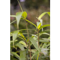 Pseudosasa japonica 150- 175 cm
