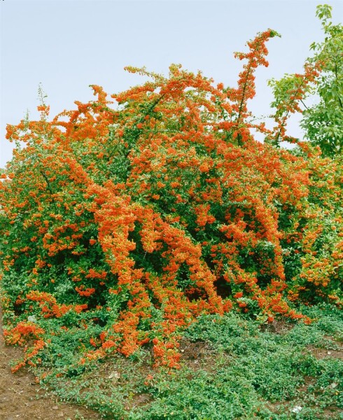 Pyracantha Bad Zwischenahn C2 gestäbt 40-60