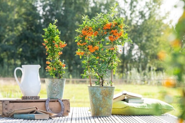 Pyracantha Orange Glow 9 cm Topf - Höhe variiert gestäbt 20-30